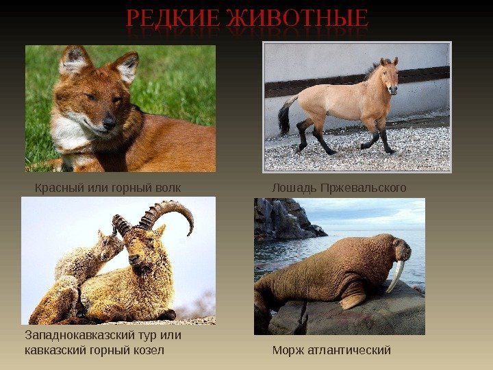  Красный или горный волк Лошадь Пржевальского Западнокавказский тур или кавказский горный козел Морж
