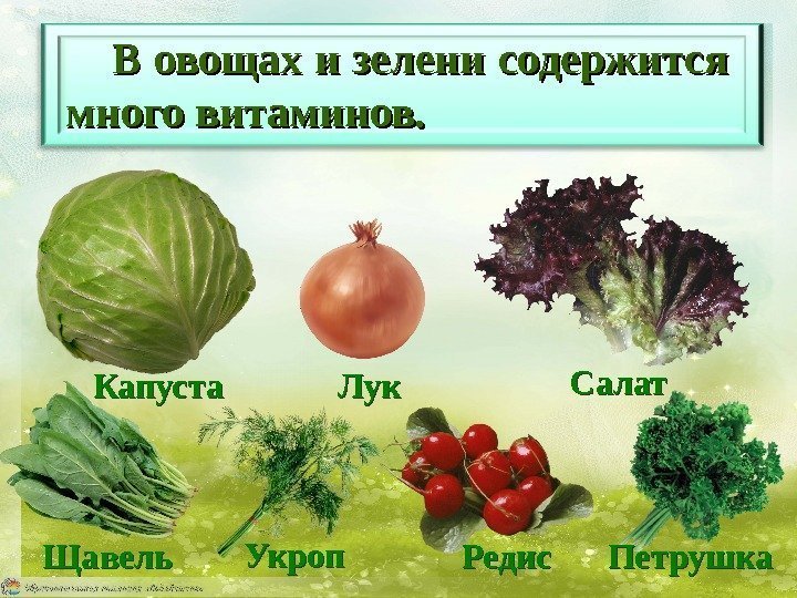 В овощах и зелени содержится много витаминов. Капуста Лук Салат Щавель Укроп Редис Петрушка