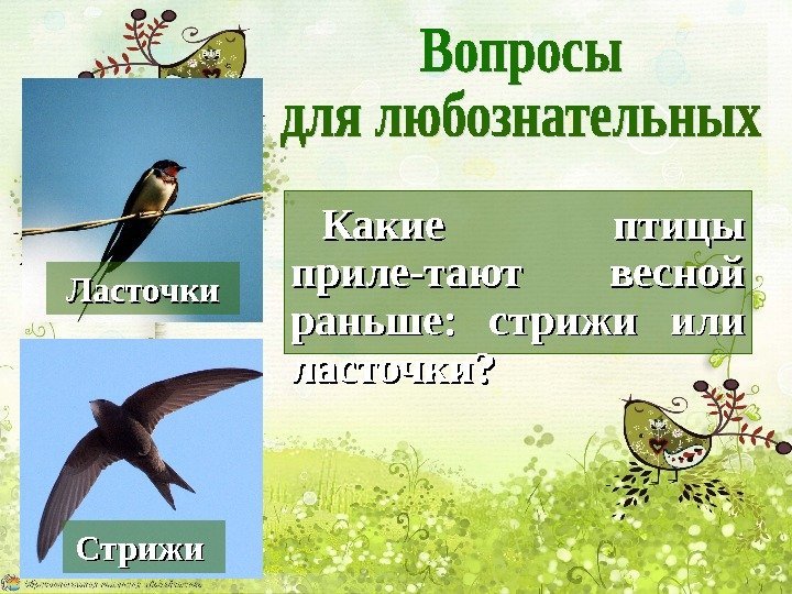 Какие птицы приле-тают весной раньше:  стрижи или ласточки? Ласточки Стрижи 