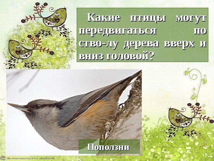 Какие птицы могут передвигаться по ство-лу дерева вверх и вниз головой? Поползни  