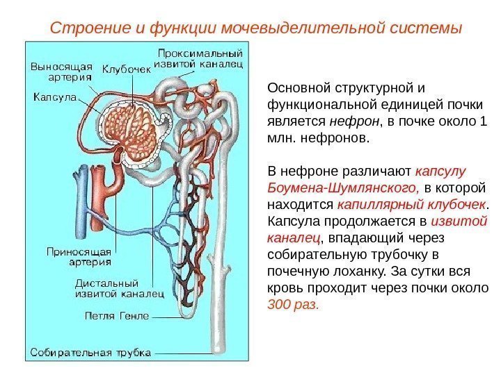 Основной структурной и функциональной единицей почки является нефрон , в почке около 1 млн.