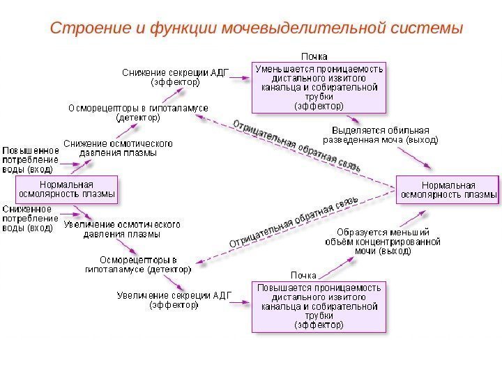 Строение и функции мочевыделительной системы 