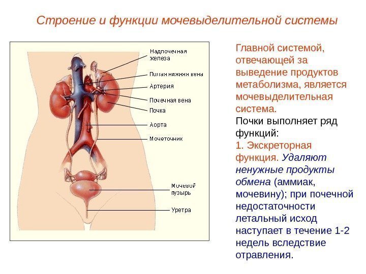 Строение и функции мочевыделительной системы Главной системой,  отвечающей за выведение продуктов метаболизма, является