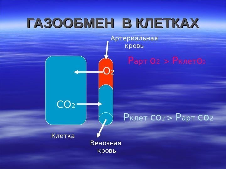 ГАЗООБМЕН В КЛЕТКАХ Клетка Р клет со 2   Р арт со 2