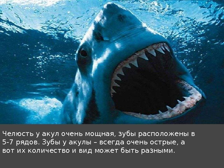 Челюсть у акул очень мощная, зубы расположены в 5 -7 рядов. Зубы у акулы