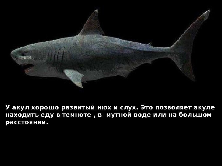 У акул хорошо развитый нюх и слух. Это позволяет акуле находить еду в темноте