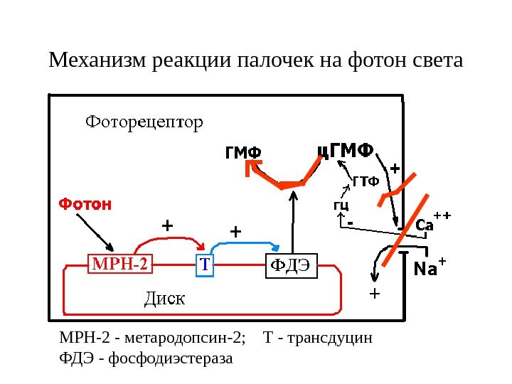   Механизм реакции палочек на фотон света  МРН-2 - метародопсин-2; Т -