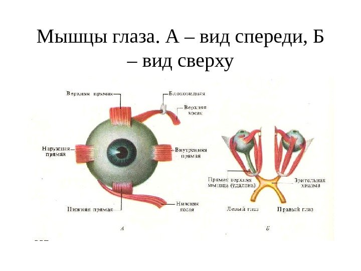   Мышцы глаза. А – вид спереди, Б – вид сверху 