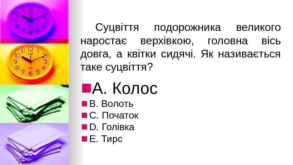  Суцвiття подорожника великого наростає верхiвкою,  головна вiсь довга,  а квiтки сидячi.