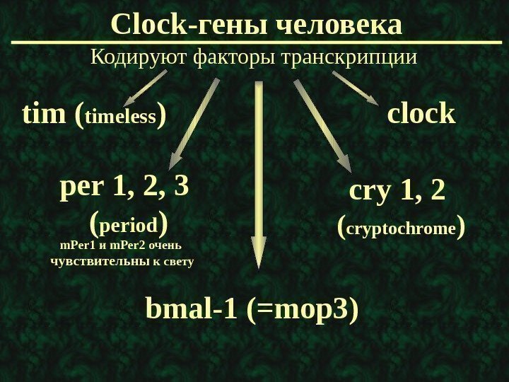   Clock -гены человека Кодируют факторы транскрипции m. Per 1 и m. Per