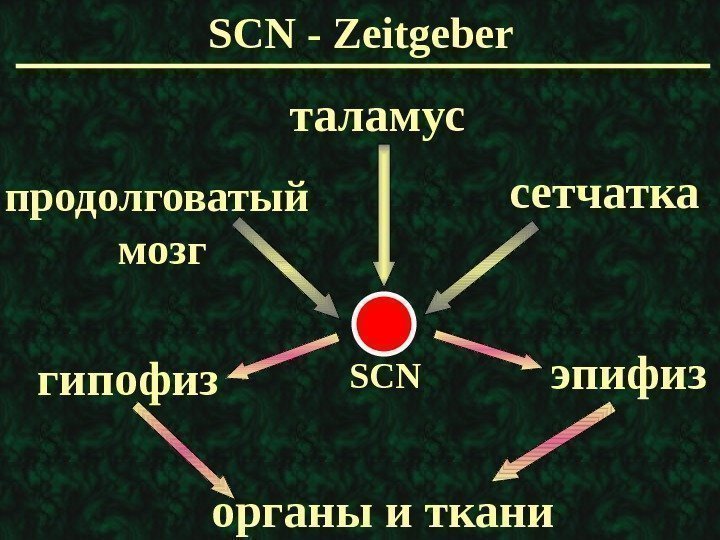  SCN - Zeitgeber продолговатый мозг таламус сетчатка SCN гипофиз эпифиз органы и