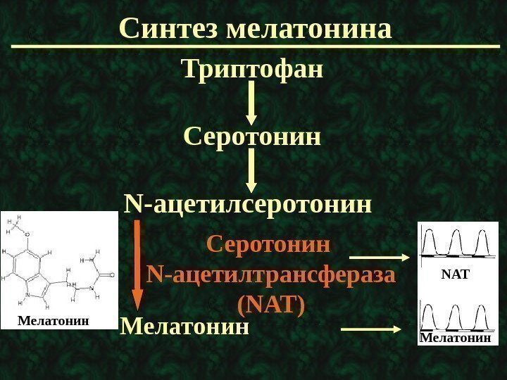   Синтез мелатонина Триптофан Серотонин N- ацетилс еротонин Мелатонин Серотонин N- ацетилтрансфераза (NAT)