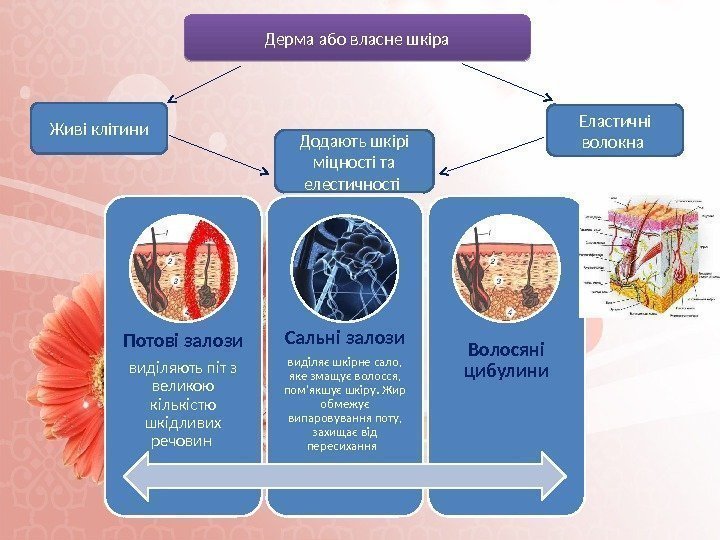 Потові залози виділяють піт з великою кількістю шкідливих речовин Сальні залози виділяє шкірне сало,