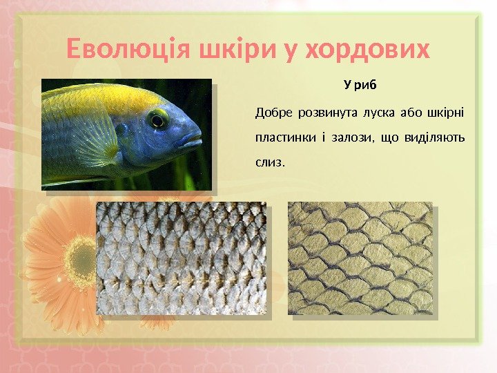 Еволюція шкіри у хордових У риб Добре розвинута луска або шкірні пластинки і залози,