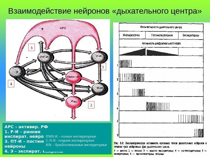 Взаимодействие нейронов «дыхательного центра» + - 13 4 2 АРС – активир. РФ 1.