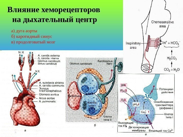 Влияние хеморецепторов на дыхательный центр а) дуга аорты б) каротидный синус в) продолговатый мозг
