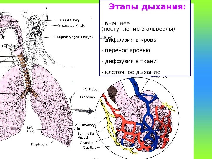  Этапы дыхания: - внешнее (поступление в альвеолы) - диффузия в кровь - перенос
