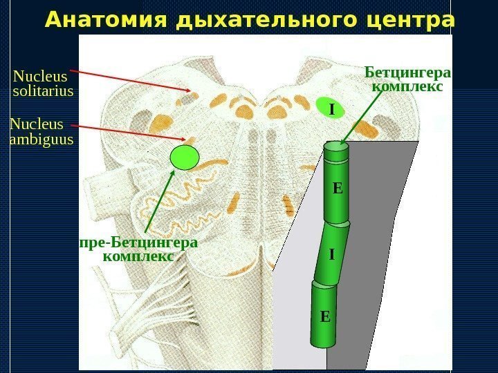   Анатомия дыхательного центра Nucleus ambiguus Nucleus solitarius I пре-Бетцингера комплекс E E