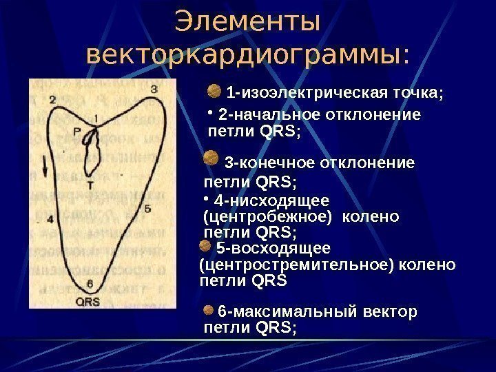   Элементы векторкардиограммы: 1 -изоэлектрическая точка;  •  2 -начальное отклонение петли