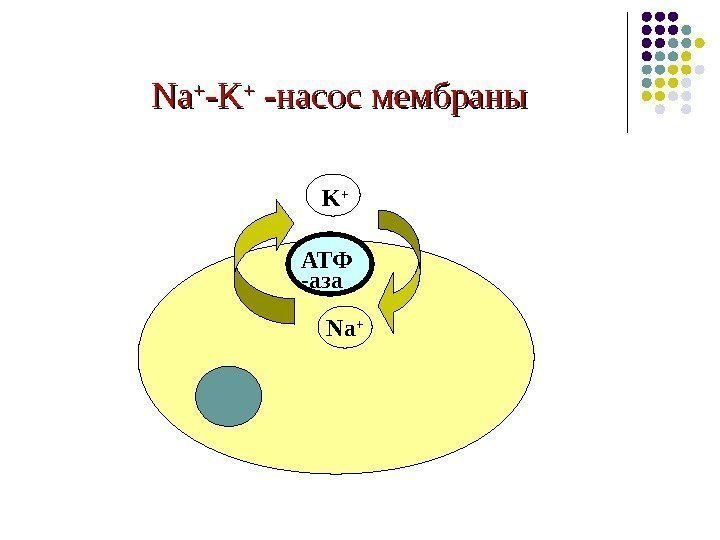   Na. Na ++ -K-K ++ - - насос мембраны Na +K +