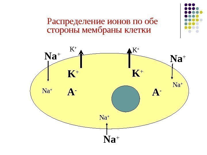   Распределение ионов по обе стороны мембраны клетки Na + K +A -