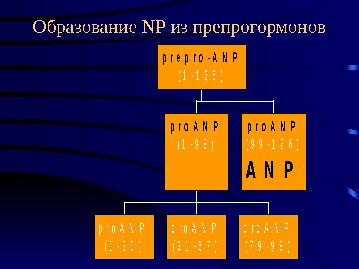   Образование NP из препрогормоновp r o A N P ( 1 -