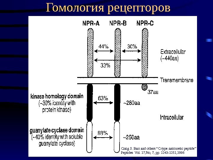   Гомология рецепторов Craig S. Barr and others “C-type natriuretic peptide” Peptides Vol.