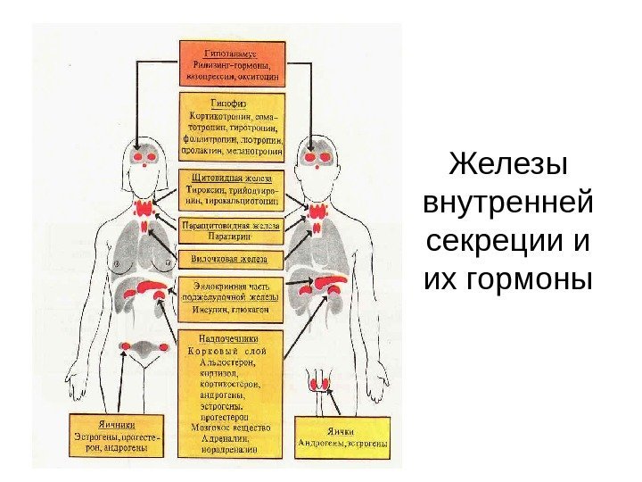 Железы внутренней секреции и их гормоны 