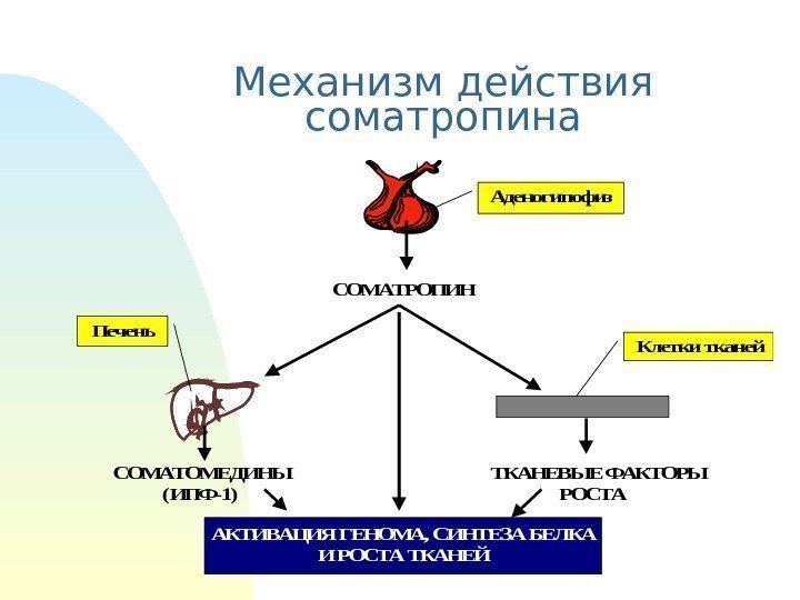 Механизм действия соматропина. СОМАТРОПИН       СОМАТОМЕДИНЫ   