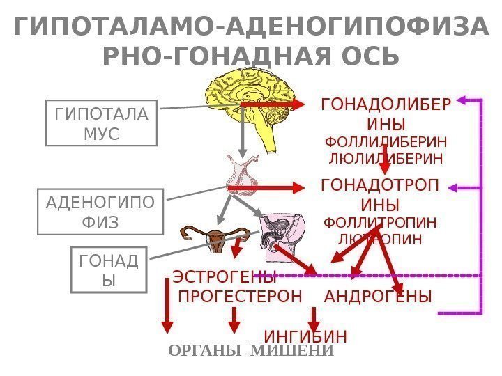   ГИПОТАЛАМО-АДЕНОГИПОФИЗА РНО-ГОНАДНАЯ ОСЬ ГИПОТАЛА МУС АДЕНОГИПО ФИЗ ОРГАНЫ МИШЕНИ ГОНАДОЛИБЕР ИНЫ ФОЛЛИЛИБЕРИН