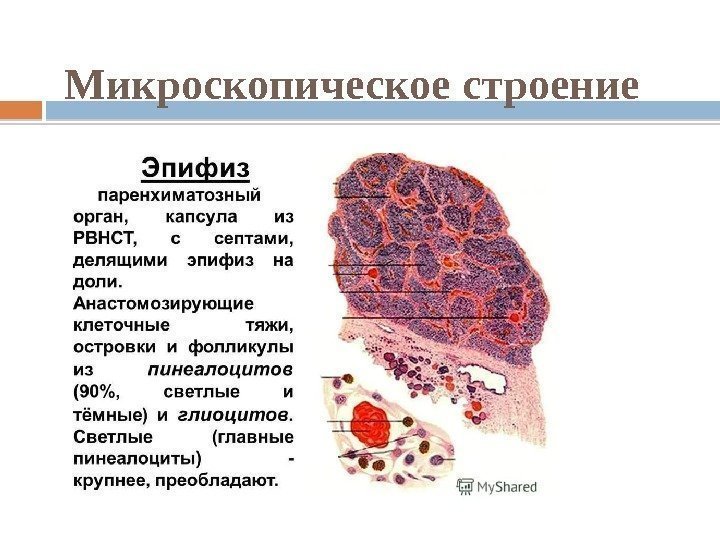 Микроскопическое строение 