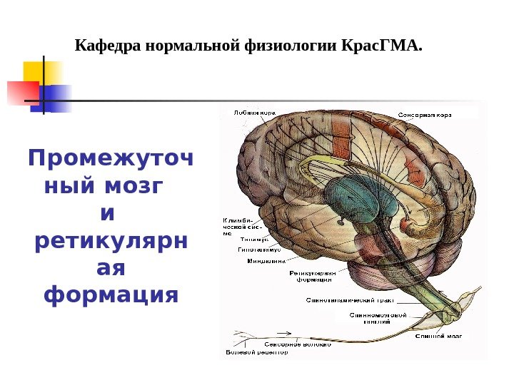  Промежуточ ный мозг  и ретикулярн ая формация Кафедра нормальной физиологии Крас.