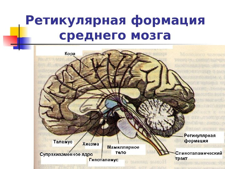   Ретикулярная формация среднего мозга 