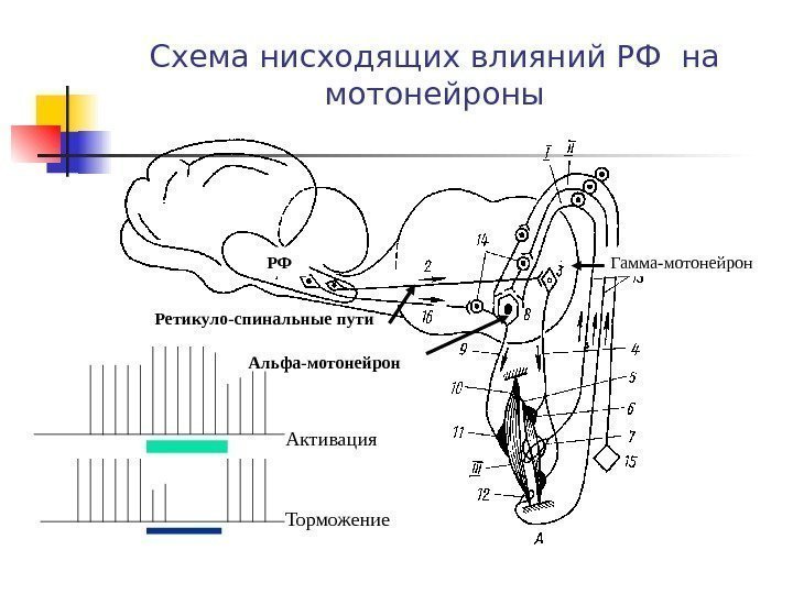   Схема нисходящих влияний РФ на мотонейроны РФ Ретикуло-спинальные пути Альфа-мотонейрон Гамма-мотонейрон Активация