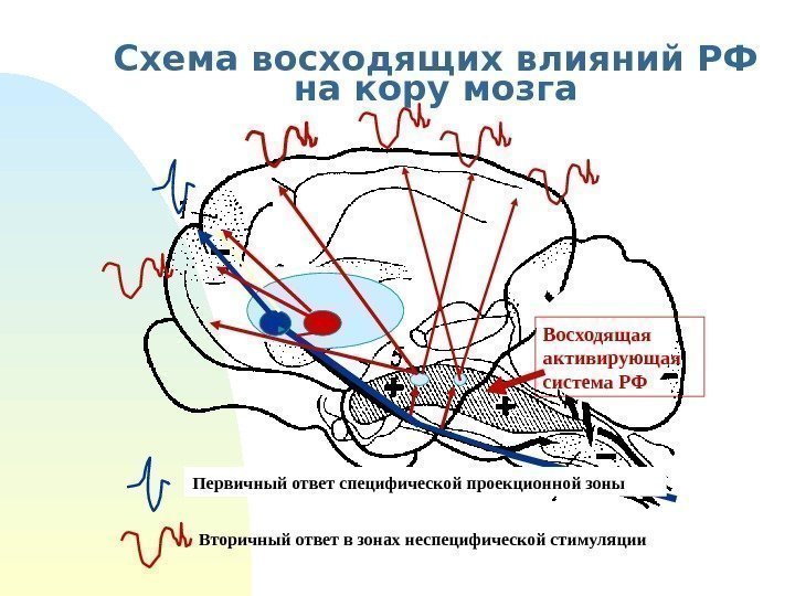   Схема восходящих влияний РФ на кору мозга Первичный ответ специфической проекционной зоны