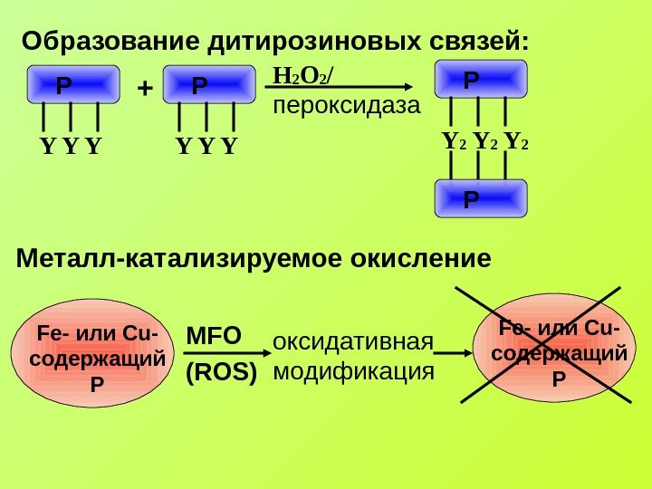   Образование дитирозиновых связей: Р Y Y Y+ H 2 O 2 /
