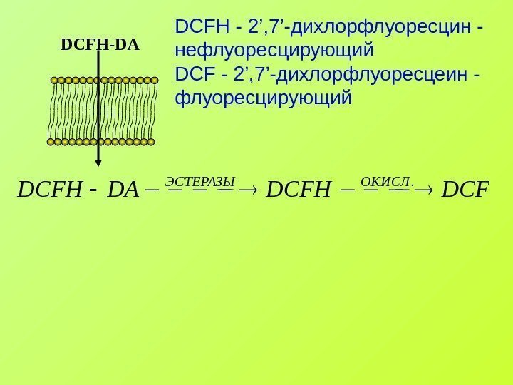   DCFH-DADCFDCFHDADCFH ОКИСЛЭСТЕРАЗЫ . DCFH - 2’, 7’-дихлорфлуоресцин - нефлуоресцирующий DCF - 2’,