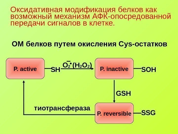   Оксидативная модификация белков как возможный механизм АФК-опосредованной передачи сигналов в клетке. ОМ