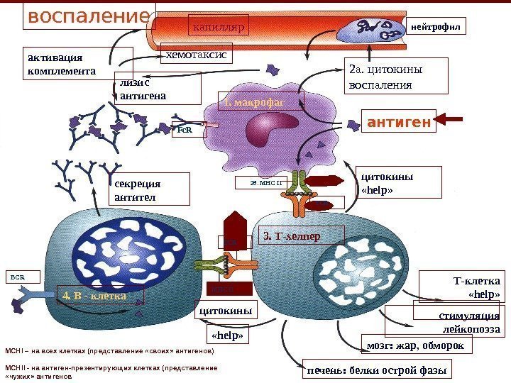 капилляр хемотаксис активация комплементавоспаление 2 а. цитокины воспалениялизис антигена антиген цитокины «help» секреция антител