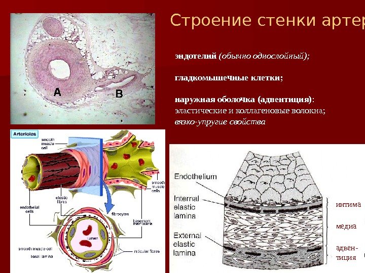 эндотелий (обычно однослойный); гладкомышечные клетки; наружная оболочка (адвентиция) :  эластические и коллагеновые волокна;
