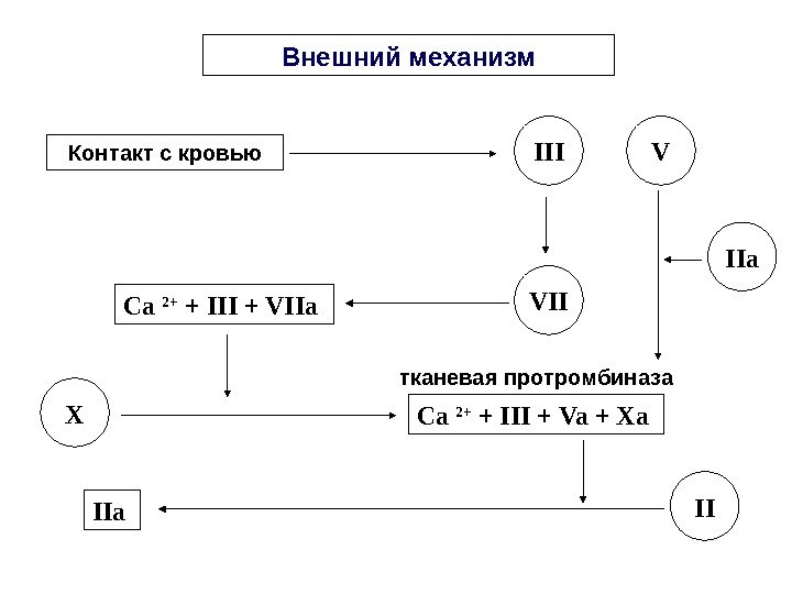   Внешний механизм Контакт с кровью III Ca 2+ + III + VIIa