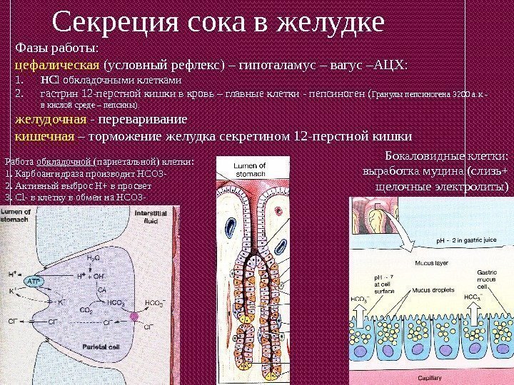 Секреция сока в желудке Работа обкладочной (париетальной) клетки: 1. Карбоангидраза производит НСО 3 -