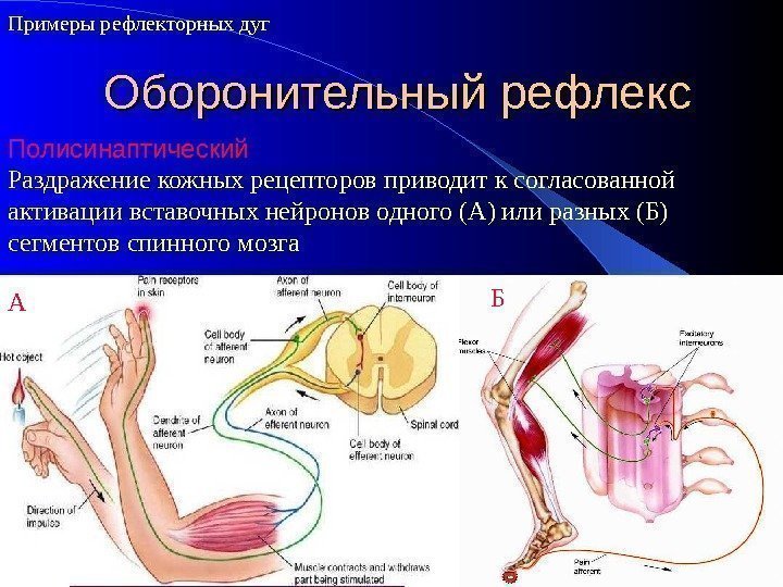 Оборонительный рефлекс. Примеры рефлекторных дуг Полисинаптический Раздражение кожных рецепторов приводит к согласованной активации вставочных