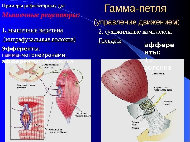 Гамма-петля  (управление движением) 1. мышечные веретена  (интрафузальные волокна) Эфференты :  гамма-