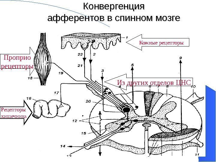 Конвергенция афференто вв в спинном мозге  Рецепторы кишечника Кожные рецепторы Проприо рецепторы Из