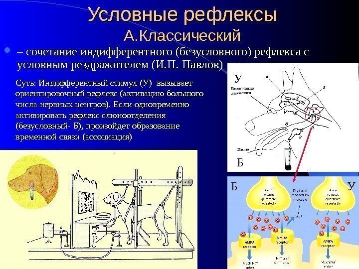 Условные рефлексы А. Классический – сочетание индифферентного (безусловного) рефлекса с условным рездражителем (И. П.