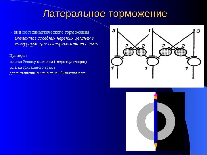 Латеральное торможение  - вид пост синаптического торможения  элементов соседних нервных цепочек в