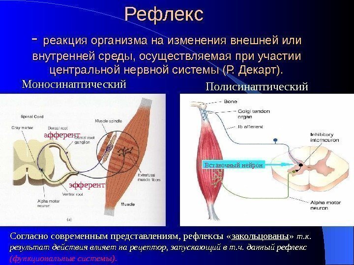 Рефлекс - - реакция организма на изменения внешней или внутренней среды, осуществляемая при участии