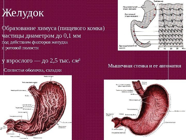 Желудок у взрослого — до 2, 5 тыс.  см 3 Образование химуса (пищевого