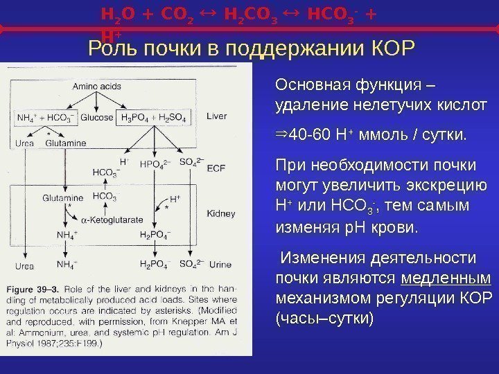   H 2 O + CO 2 H 2 CO 3 HCO 3